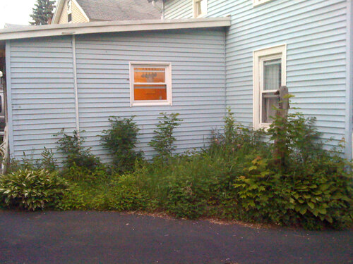 1_overgrown