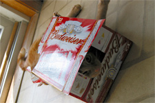 Tink in a 12-pack.