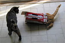 Tink, in the 12-pack, toppling over.