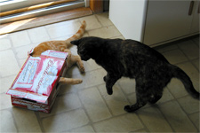 One paw extended from the 12-pack.