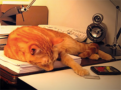 orange cat on desk