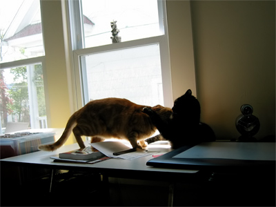 Two cats, Tink and Zeugma, interacting
