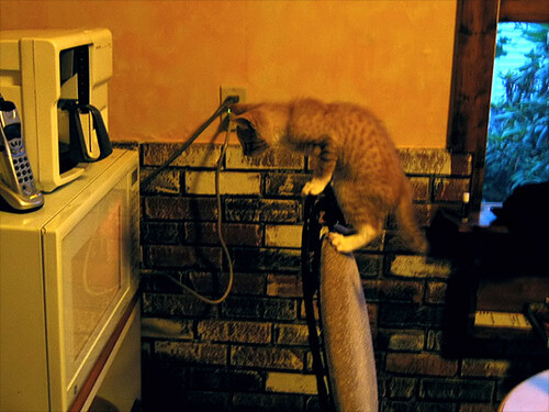 LOLcat with microwave