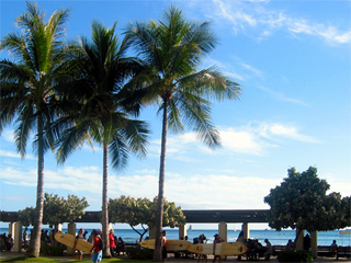 palm trees