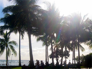 more palm trees