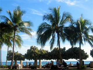 still more palm trees