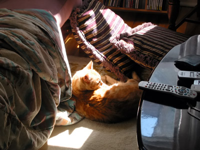 Tink the cat enjoys a sunbeam
