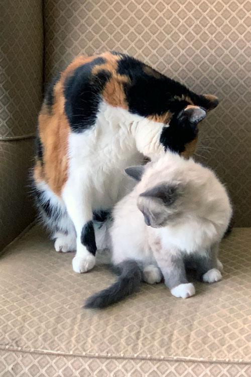 Tash the calico cat grooms Nelly the siamese kitten