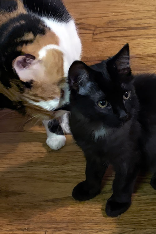 Tash the calico cat groom Zora the black kitten