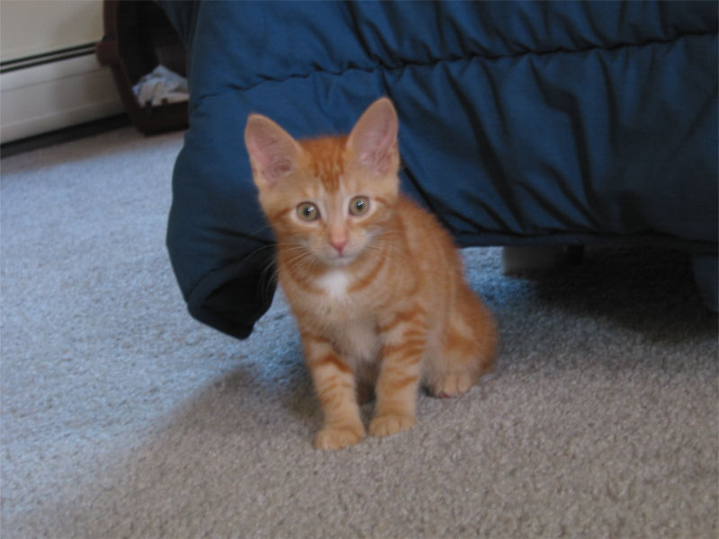 Tink at two months old.