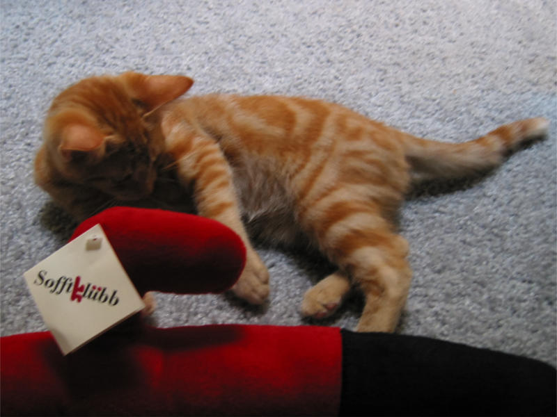 Tink the kitten plays with a plush toy.