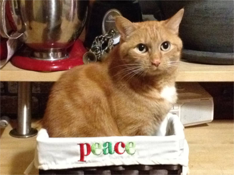 Tink the cat in a Christmas basket.