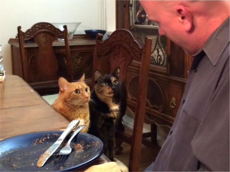 The cats Tink and Zeugma beg to lick the dinner plate.