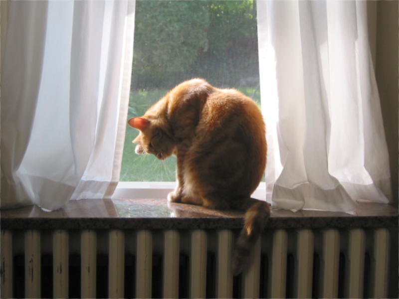 Tink the cat washes herself in the window
