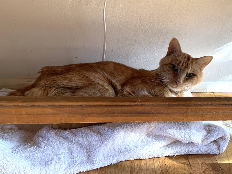 An elderly cat rests on a heating pad