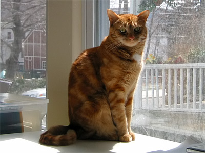 glorious orange cat tink