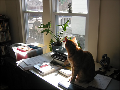 Tink looks out the window