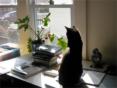 Zeugma looks out the window