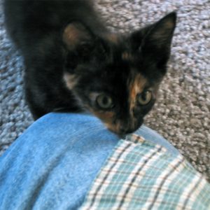 a two-month-old kitten looks up