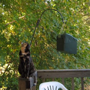 a young cat beside a birdfeeder