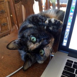 a cat beside a computer