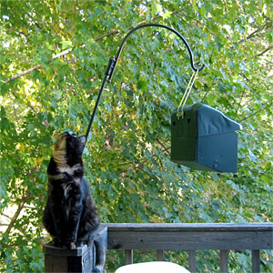 Zeugma looking skyward, with the birdfeeder behind her.