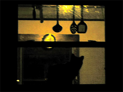 cat silhouette from outside
